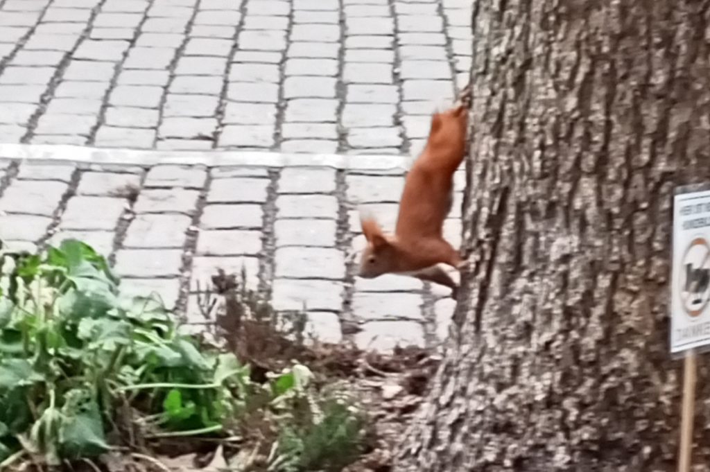 Ein Eichhörnchen klettert einen Baum hinunter