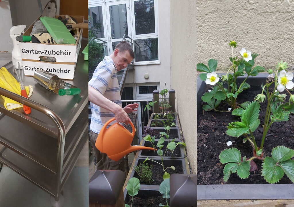 Eine Collage aus 3 Fotos. Rechts ein Metallwagen mit Garten-Zubegör in Kartons. In der Mitte Christian, der Pflanzen gießt. Links sind Pflanzen mit weißen Blüten zu sehen in einem schmalen Beet an der Wand.